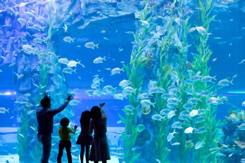 HS19: Tour Cẩm Phả – Lăng Bác  - Văn Miếu - Thuỷ cung Lotte World Aquarium - CVN Water Park (Ocean Park) – Mega Grand World